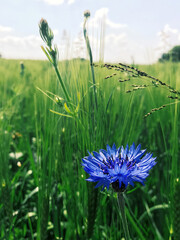 Cornflower flower in green grass in summer