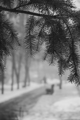 forest in the fog, misty park, pine tree closeup, monochrome, blurred background, nature details 