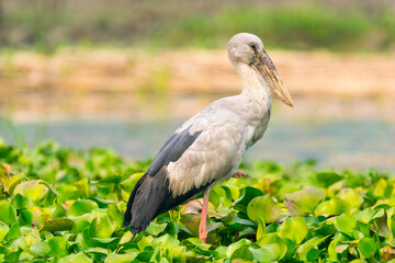 The Asian openbill or Asian openbill stork (Anastomus oscitans) is a large wading bird in the stork family Ciconiidae.