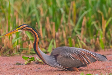 The purple heron (Ardea purpurea) is a wide-ranging species of the heron family
