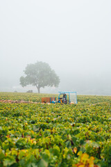 un tracteur enjambeur dans les vignes automnales. Le travail dans les vignes avec des machines. Machinerie agricole dans le vignoble.