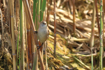 standing on reeds Panurus biarmicus
