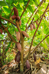 Cocoa pods fruit on tree in Agriculture and over sunlight.