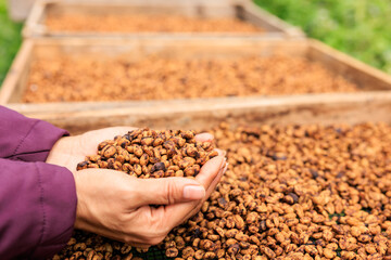 close up hand of woman farmer showing and checking quality honey coffee bean natural sun dry...