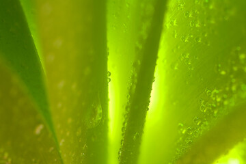 Close up of leaves with water droplets.