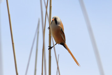standing on reeds Panurus biarmicus
