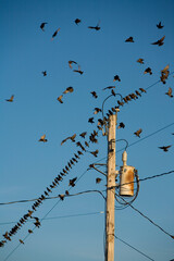 Starlings gather, in South Hero, Vermont,  to prepare to migrate South.