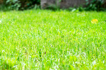  lawn after rain, green short-mowed lawn after rain