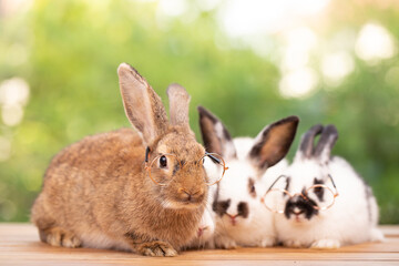 Cute little brown furry rabbit sitting on wooden flooring looking away