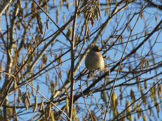 oiseau