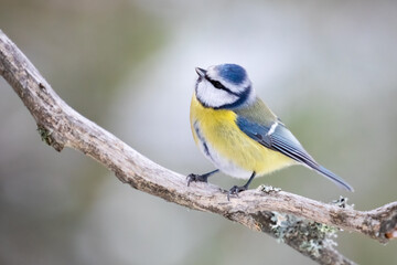 Blue tit