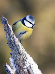 Blue tit