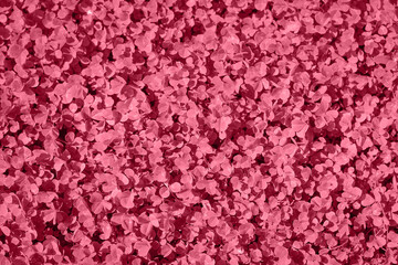 Color of the Year 2023 Viva Magenta palette poster. Patch of clover provides a background for St. Patrick s Day images. Clover field. Viva Magenta abstract background