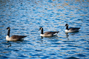 Obraz premium three Canada Geese country Canada goose branta canadensis on a lake