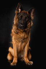 German shepherd dog on black background