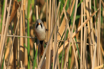 standing on reeds Panurus biarmicus
