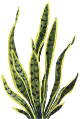Watercolor transparent illustration of the home plant, decorative element
