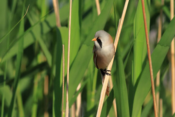 standing on reeds Panurus biarmicus
