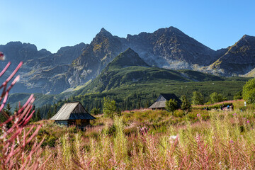 Panorama górska, Hala Gąsienicowa   Tatry Zakopane
wierzbówka kiprzyca,