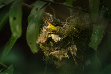 Spectacled Tetraka - Xanthomixis zosterops, small beautiful warbler sitting on the nest, endemic in Madagascar forests and woodlands, Ranomafana National Park.