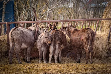  A single donkey standing in the garden near a red fence, one of them looking at me © NCirmu