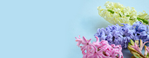 Banner. Spring background. Colorful hyacinths. Delicate flowers. Macro. Selective Focus