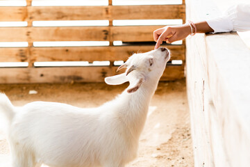 white goat on the farm