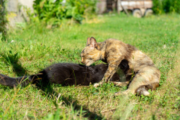 Cat with catty in the grass