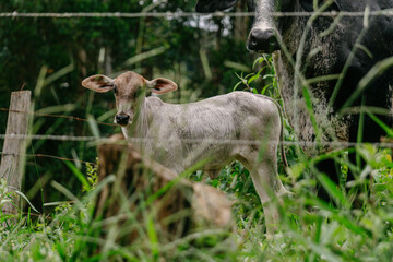 Naklejka na ściany i meble white calf in the farm