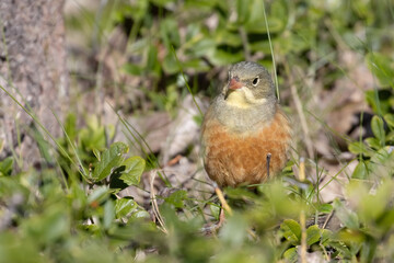 Ortolan Bunting
