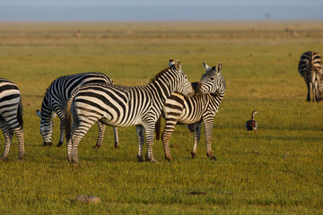 Fototapeta na wymiar zebras on the savannah
