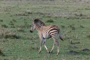 zebras on the savannah