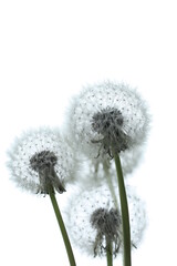 Ulotne dmuchawce na białym tle. Kwiaty dmuchawców i ich korony black and white