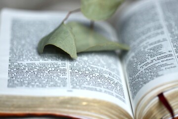 Otwarta Biblia w polskim języku z założoną gałązką eukaliptusa. Czarny tekst biblijny na otwartych stronach Ewangelii - obrazy, fototapety, plakaty