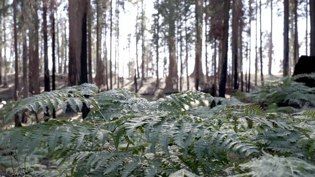 Selective focus video of a fern and a burned down sequoia area in the Sequoia Natinal Park, California