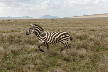 zebras on the savannah