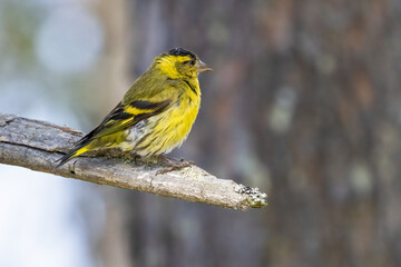 Eurasian Siskin