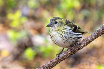Eurasian Siskin