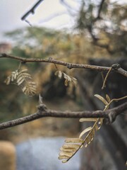 beautiful nature branch