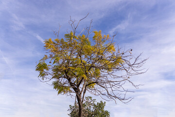 Arbol y cielo