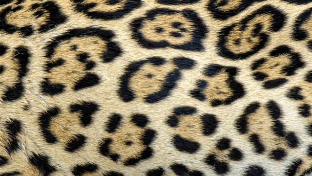 jaguar fur