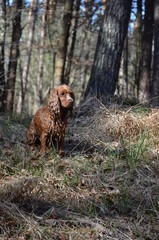 Hund im Wald