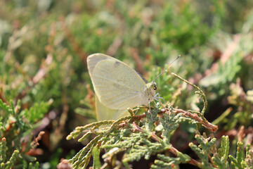 White butterfly perched on a plant