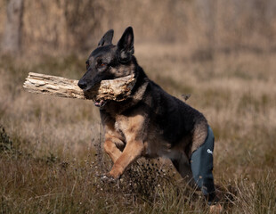 Perro pastor alemánal aire libre con palo.