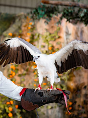 eagle in flight
