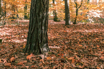 Fototapeta premium Autumn in the forest, thick tree trunk and leaves on the ground.