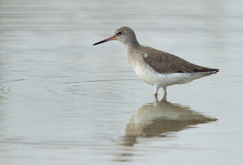 Redshank at Asker marsh with reflection on water, Bahrain