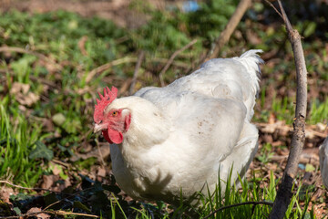 white chicken in the grass