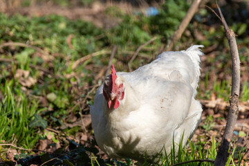 white chicken in the grass