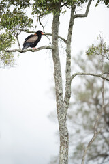 A Bateleur eagle perched on a tree at Masai Mara, Kenya